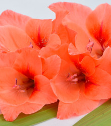 Mečík oranžový - Gladiolus - hlízy mečíků - 3 ks