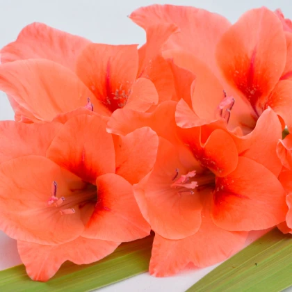 Gladiol oranžový - Gladiolus - hlízy gladiol - 3 ks
