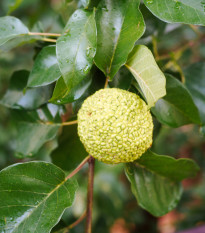 Maklura oranžová - Maclura pomifera - osivo maklury - 5 ks