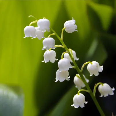 Konvalinka vonná bílá - Convallaria majalis - prostokořenné sazenice konvalinky - 1 ks