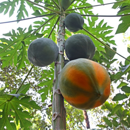 Papája červená - Carica papaya - osivo papáji - 5 ks
