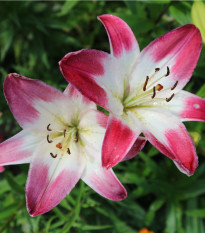 Lilie Lollypop - Lilium - cibule lilií - 1 ks