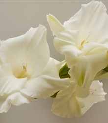 Gladiol White Prosperity - Gladiolus - hlízy mečíků - 3 ks