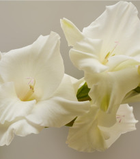Gladiol White Prosperity - Gladiolus - hlízy gladiol - 3 ks