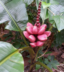 Banánovník Dwarf Cavendish - Musa acuminata - osivo banánovníku - 5 ks