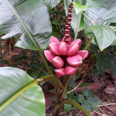 Banánovník Dwarf Cavendish - Musa acuminata - osivo banánovníku - 5 ks