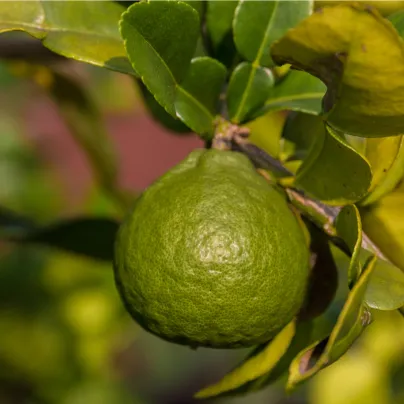 Kafrová limetka - Citrus hystrix - osivo limetky - 3 ks