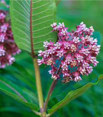 Klejicha hedvábná - Asclepias syriaca - osivo klejichy - 20 ks