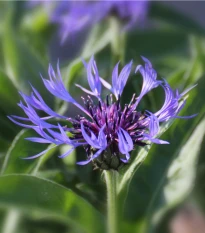 Chrpa luční modrá - Centaurea jaceae - osivo chrpy - 200 ks