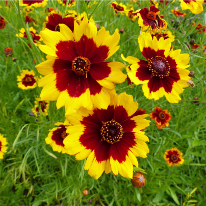 Krásnoočko dvoubarevné vysoké - Coreopsis tinctoria - osivo krásnoočka - 50 ks