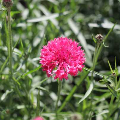 Chrpa Polka červená - Centaurea cyanus - osivo chrpy - 100 ks