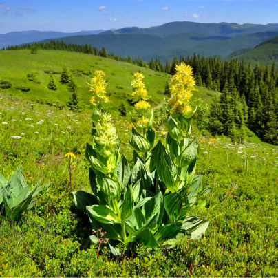 Hořec žlutý - Gentiana lutea - osivo hořce - 8 ks