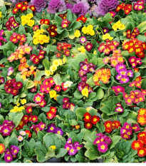 Prvosenka bezlodyžná směs barev - Primula vulgaris - osivo prvosenky - 15 ks