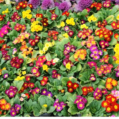 Prvosenka bezlodyžná směs barev - Primula vulgaris - osivo prvosenky - 15 ks