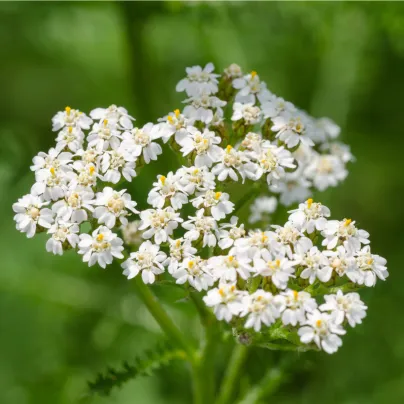 Řebříček obecný bílý - Achillea millefolium - osivo řebříčku - 500 ks