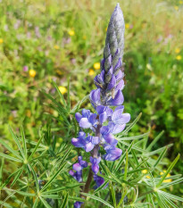 Lupina úzkolistá modrá - Vlčí bob úzkolistý - Lupinus angustifolia - osivo lupiny - 20 ks