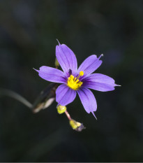 Badil úzkolistý - Sisyrinchium angustifolium - osivo badilu - 10 ks