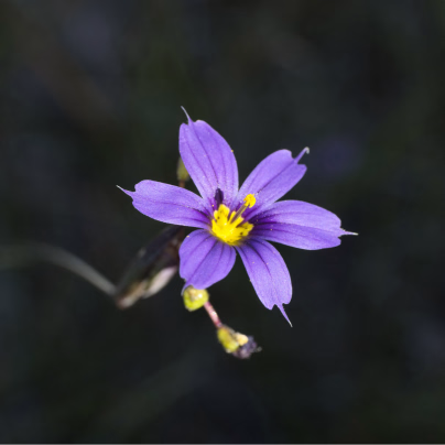 Badil úzkolistý - Sisyrinchium angustifolium - osivo badilu - 10 ks