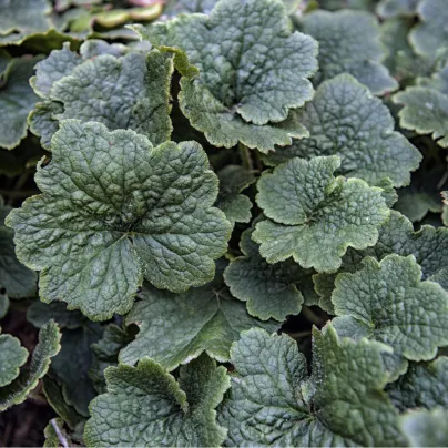 Mitrovka velkokvětá - Tellima grandiflora - osivo mitrovky - 0,02 g