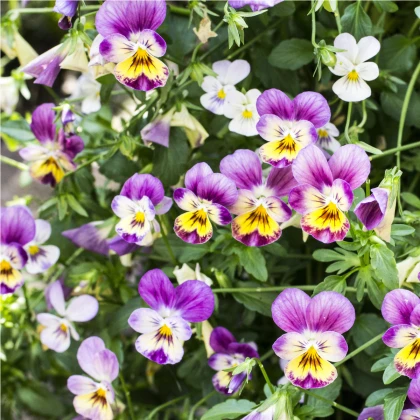 Violka rohatá Miss Helen Mount - Viola cornuta - osivo violky - 100 ks