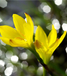 Badil žlutý - Sisyrinchium californicum - osivo badilu - 10 ks