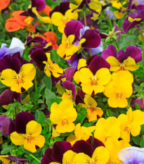 Violka rohatá směs barev - Viola cornuta - osivo violky - 300 ks