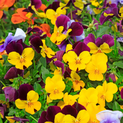 Violka rohatá směs barev - Viola cornuta - osivo violky - 300 ks