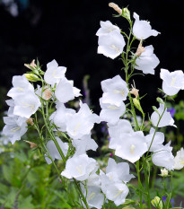 Zvonek bílý broskvolistý - Campanula persicifolia alba - osivo zvonku - 0,02 g