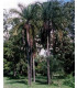 Palma madagaskarská- Dypsis madagascariensis- semena palem- 3 ks