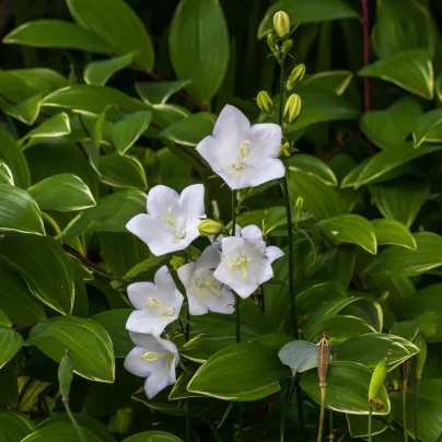 Zvonek bílý karpatský - Campanula carpatica - osivo zvonku - 400 ks