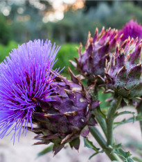 Artyčok kardový - Cynara cardunculus - osivo artyčoku - 10 ks