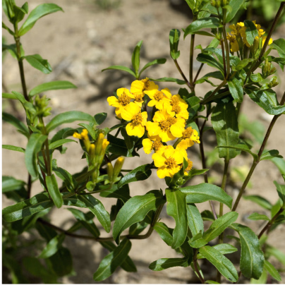 Aksamitník mexický - Mexický taragon - Tagetes lucida - osivo aksamitníku - 0,2 g
