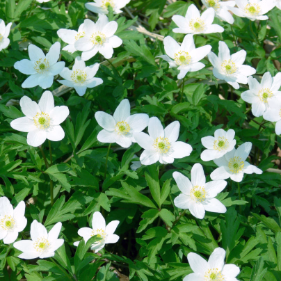 Sasanka hajní - Anemone nemorosa - osivo sasanky - 10 ks