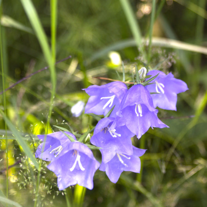 Zvonek modrý broskvolistý - Campanula persicifolia - osivo zvonku - 0,1 g