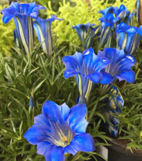 Hořec úzkolistý - Gentiana angustifolia - osivo hořce - 8 ks