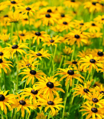 Třapatka srstnatá - Rudbeckia hirta - osivo třapatky - 400 ks