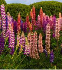 Lupina mnoholistá směs - Vlčí Bob - Lupinus polyphyllus - osivo lupiny - 20 ks
