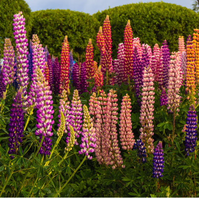 Lupina mnoholistá směs - Vlčí Bob - Lupinus polyphyllus - osivo lupiny - 20 ks