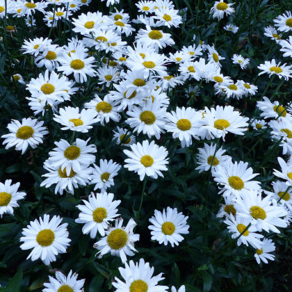 Kopretina bílá - Chrysanthemum leucanthemum max. - osivo kopretiny - 200 ks