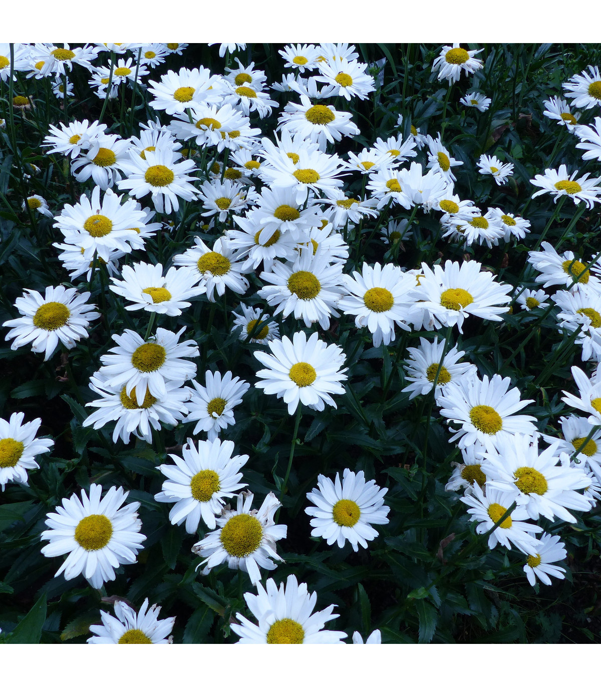 Kopretina bílá - Chrysanthemum leucanthemum max. - osivo kopretiny - 200 ks