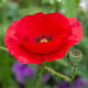Mák vlčí červený - Papaver rhoeas - osivo máku - 250 ks