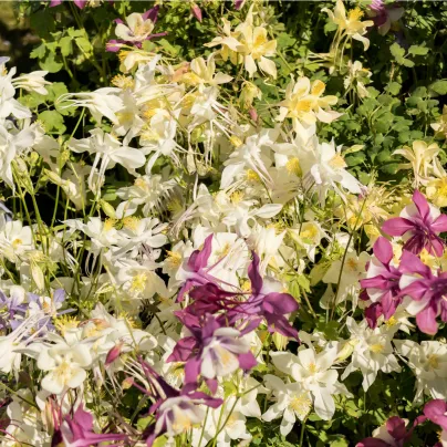 Orlíček Mc Kana směs barev - Aquilegia caerulea - osivo orlíčku - 200 ks