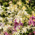 Orlíček Mc Kana směs barev - Aquilegia caerulea - osivo orlíčku - 200 ks