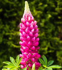 Lupina mnoholistá červená Mein Schloss - Vlčí bob - Lupinus polyphyllus - osivo lupiny - 40 ks