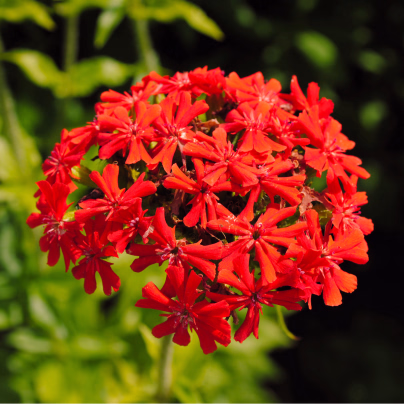 Kohoutek chalcedonský - Lychnis chalcedonica - osivo kohoutku - 50 ks