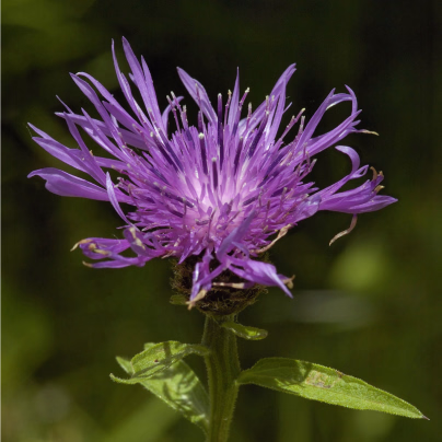Chrpa Lesser Knapweed - Centaurea nigra - osivo chrpy - 120 ks