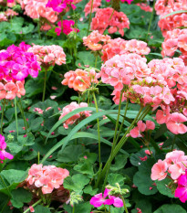 Muškát zahradní Cabaret F2 směs - Pelargonium hortorum - osivo muškátu - 6 ks