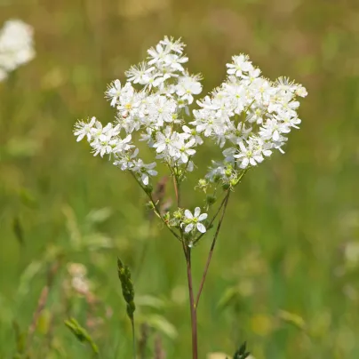 Tužebník obecný - Filipendula vulgaris - osivo tužebníku - 0,3 g