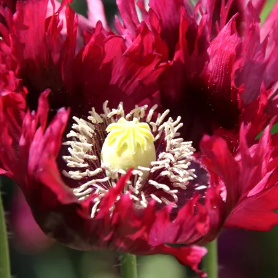 Mák Black Swan - Papaver somniferum - osivo máku - 20 ks