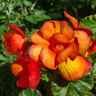 Begonie oranžová - Begonia Picottee - hlízy begónie - 2 ks